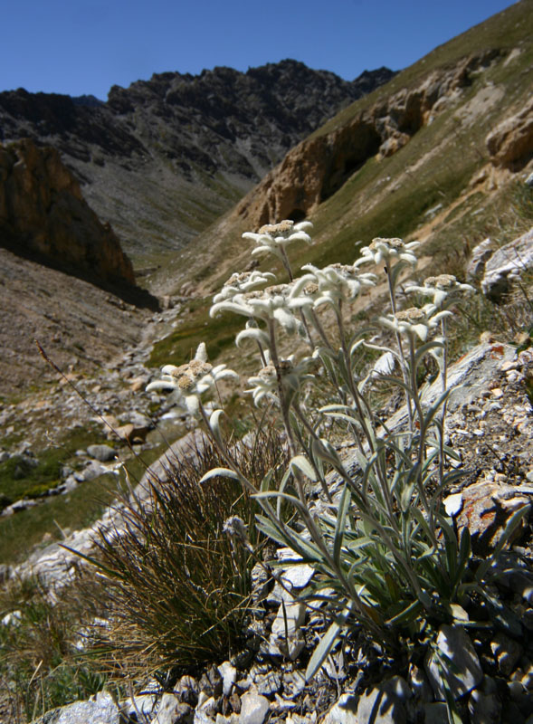 Leontopodium alpinum/ Stella alpina